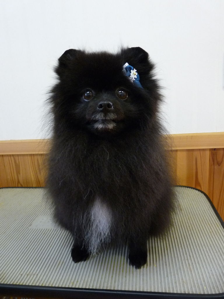 ポメラニアンのジャック君 Rag Doll