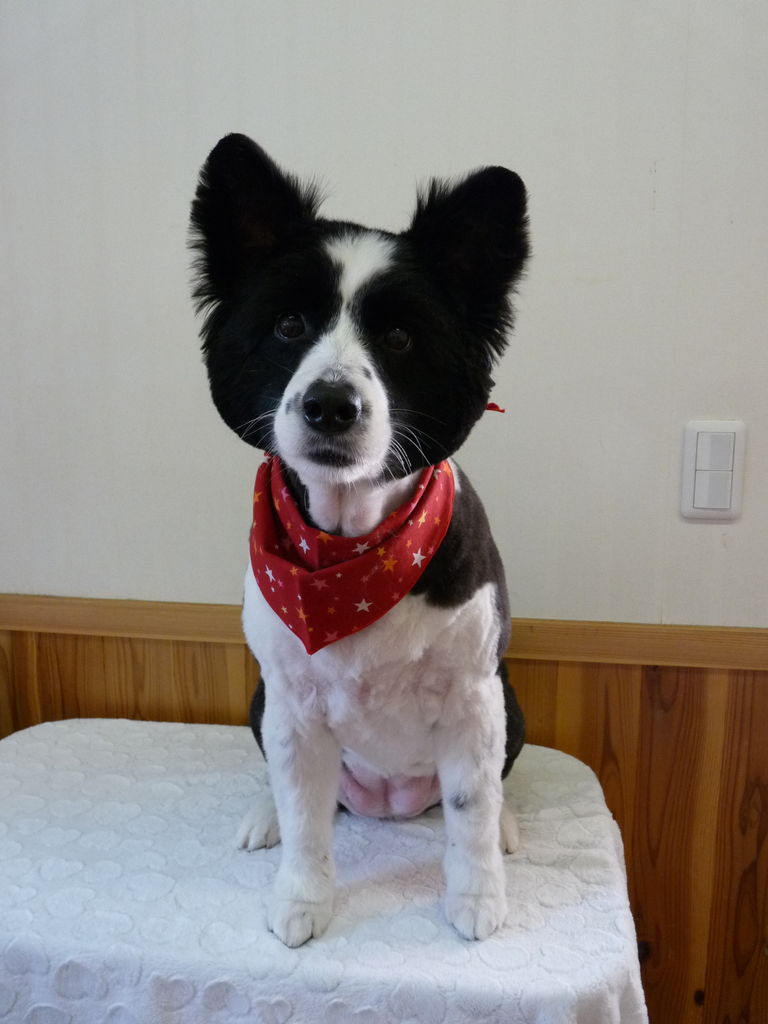 ボーダーコリーのまさお君 きなこちゃん Rag Doll