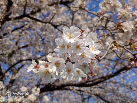 ZenFone 6で撮影 桜002