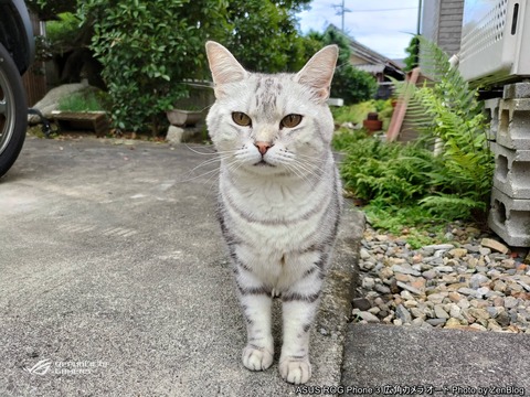 ROG Phone 3 カメラレビュー（動物・猫） (1)