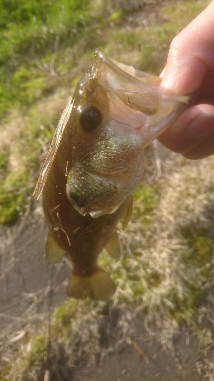 新潟バス釣り3 ようやく釣果あり 新潟中越エギング魂 ライデンのブログ 新潟バス釣り3 ようやく釣果あり 新潟中越エギング魂 ライデンのブログ