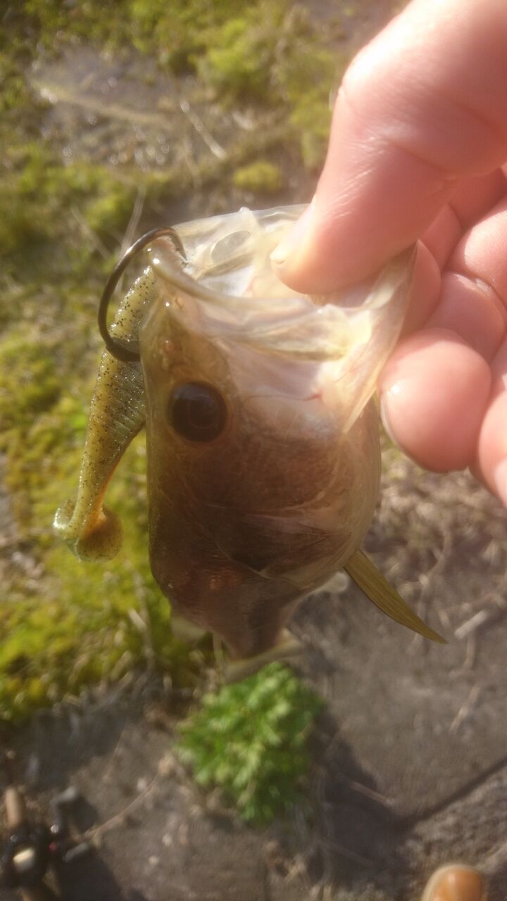 新潟バス釣り３ ようやく釣果あり 新潟中越エギング魂 ライデンのブログ
