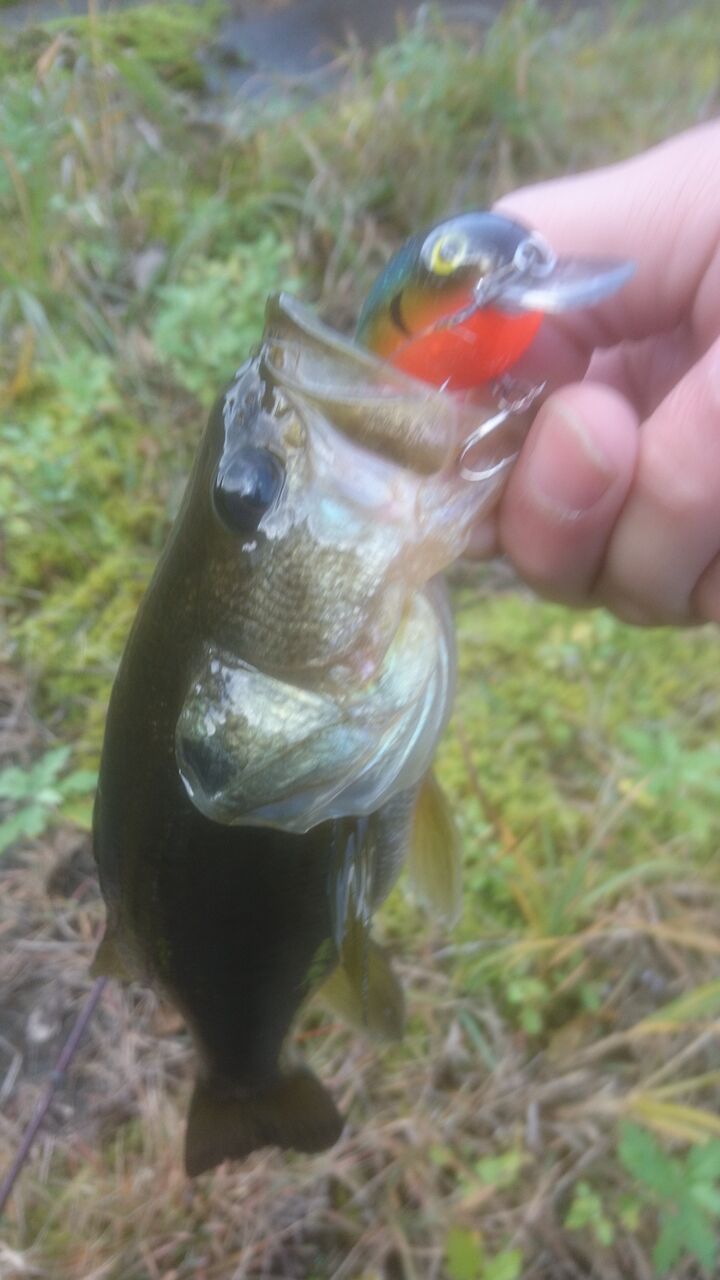 新潟バス釣り この時期はワームよりハードルアー 新潟中越エギング魂 ライデンのブログ