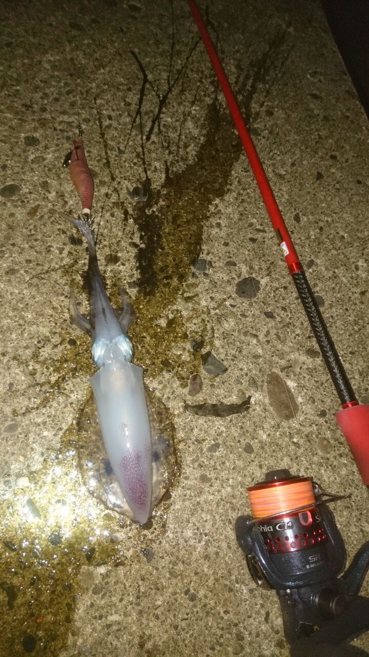 新潟エギング６ 釣れたけど 新潟中越エギング魂 ライデンのブログ