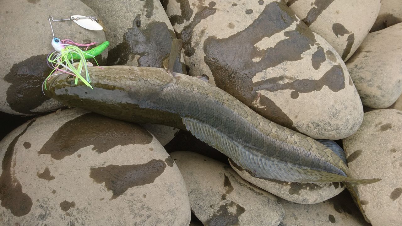 新潟エギング１１ もう釣れない 新潟中越エギング魂 ライデンのブログ