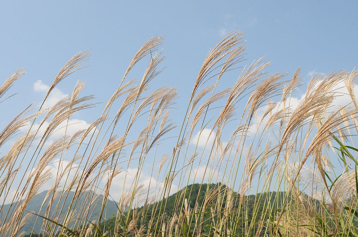 ススキが終わり背景変更 Zatta