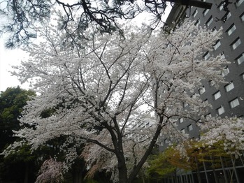 DSCN9804_R