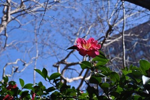 DSC_2356_R