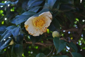 DSC_2332_R