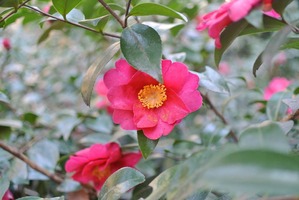DSC_2294_R