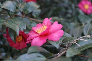 DSC_2293_R