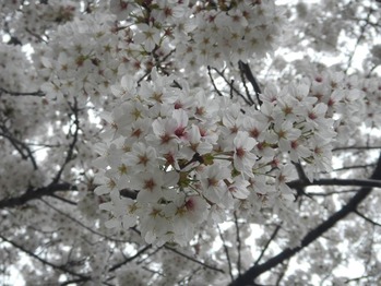 DSCN9810_R