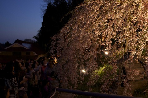 触れ合い夜桜