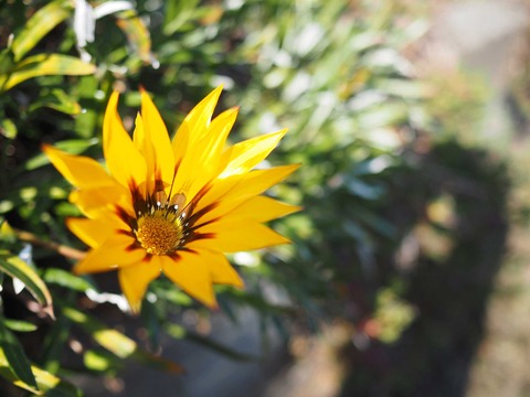 黄色の花