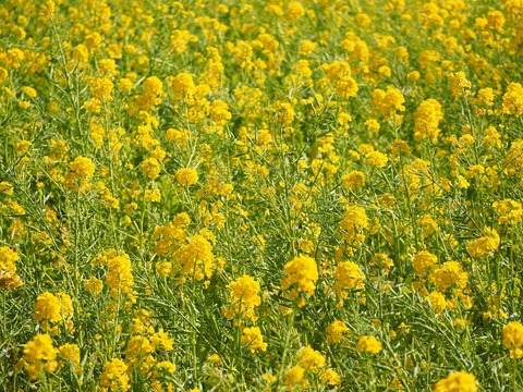 菜の花