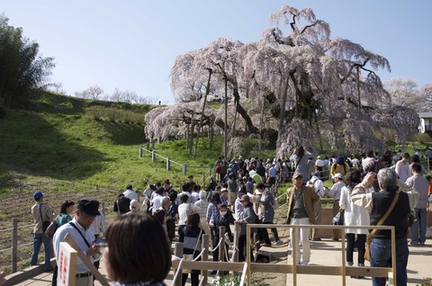 街の人と滝桜