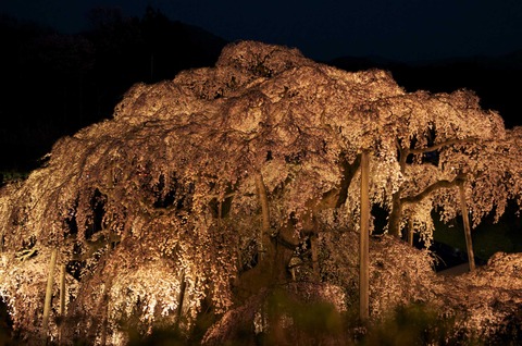 バンと夜桜