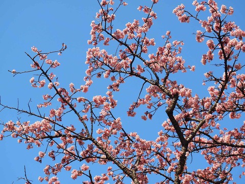 早い桜