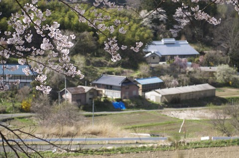 桜と町並み