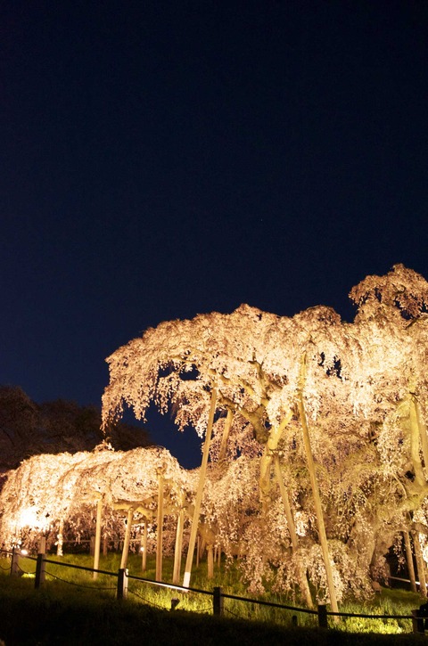 下の方に夜桜