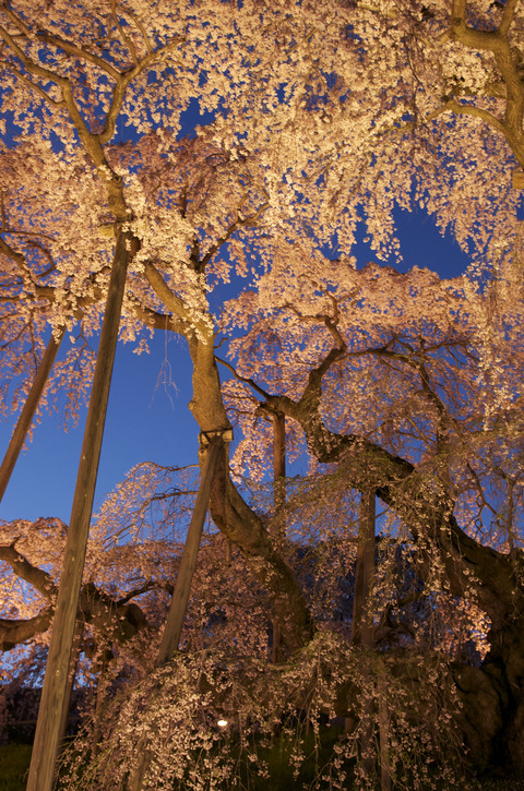 立てブルー夜桜