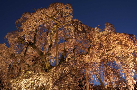 見上げの夜桜1