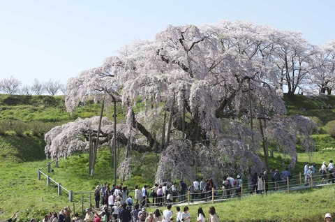 番と滝桜