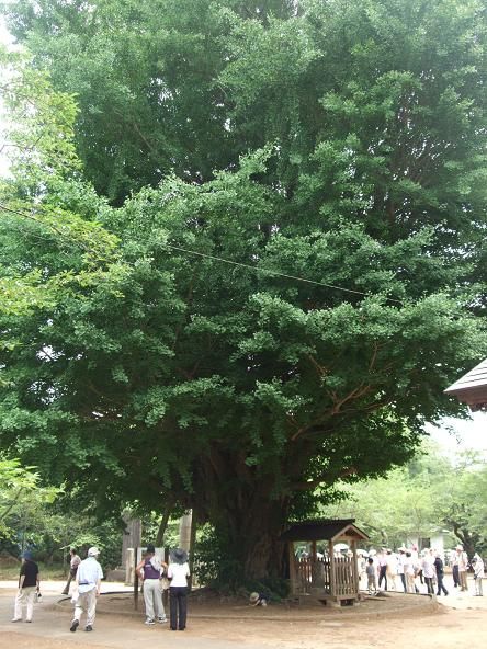 イメージ 20