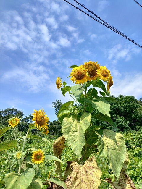 KIMG20240804_091210159