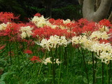 DSCN0631