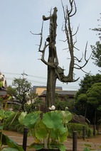 �߾象�ι�����