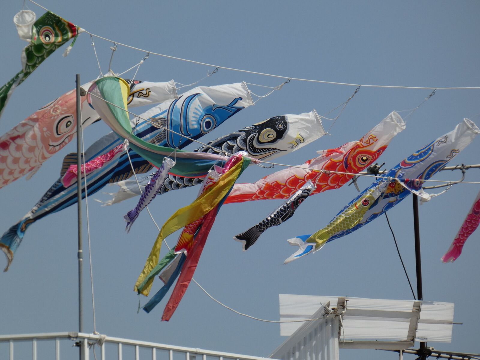 高級感 ジャンク 書き込みあり 不耕起でよみがえる 岩澤信夫 Mojeirysy Pl