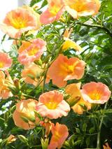 �Τ����󤫤Ĥ�