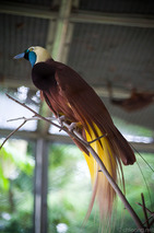 Paradisaea_apoda_(male)_-KL_Bird_Park-8a