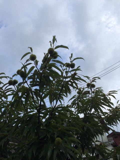 イメージ 4
