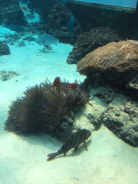 イメージ 5