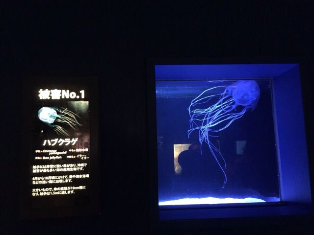 イメージ 8
