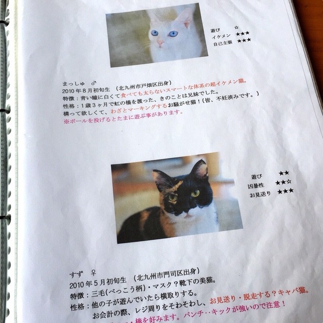 ねこのいるカフェ 小倉猫茶屋 ぐぅぐぅみほの七色日記