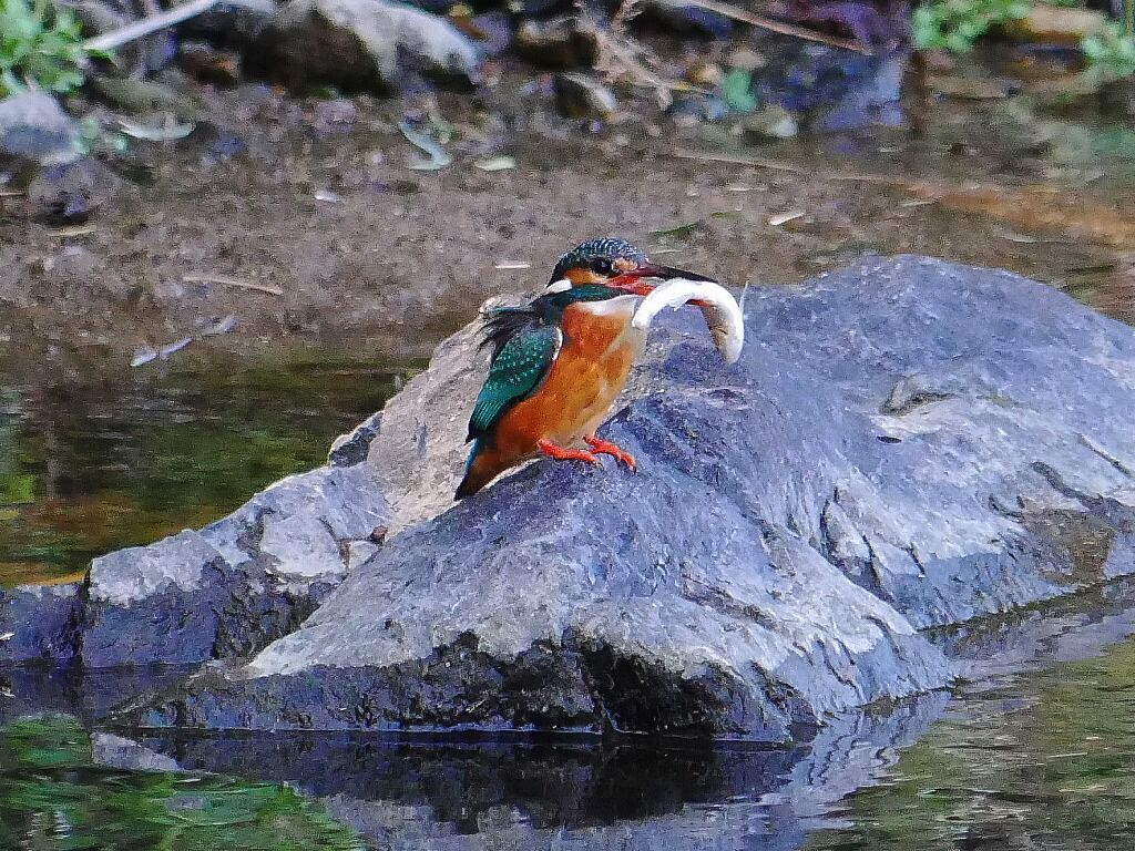 虹色写真館 季節はめぐる カワセミ 魚食 3 6 虹色写真館 季節はめぐる カワセミ 魚食 3 6