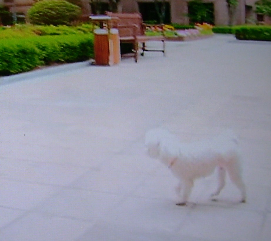 今更ながら愛犬神起の感想 虹の彼方に