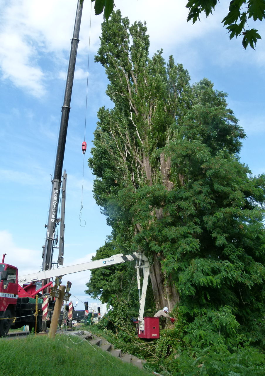 開発局が暴挙 旭川のシンボル ポプラの木の伐採を始める 旭川市自然環境リポート