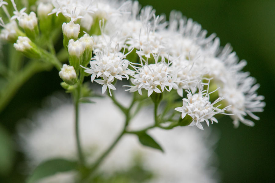 マルバフジバカマ 楽のデジカメ散歩