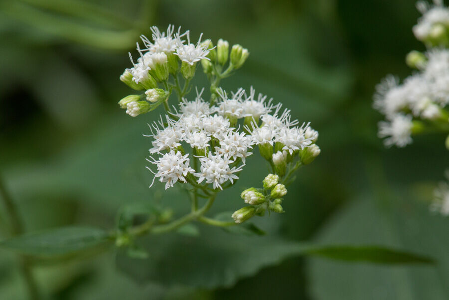 マルバフジバカマ 1014 楽のデジカメ散歩