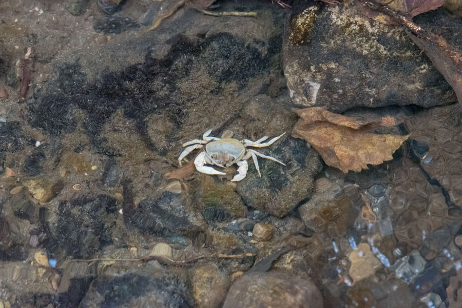サワガニ 15 楽のデジカメ散歩