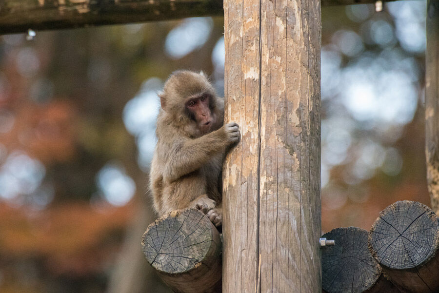 ニホンザル 楽のデジカメ散歩 ニホンザル 楽のデジカメ散歩