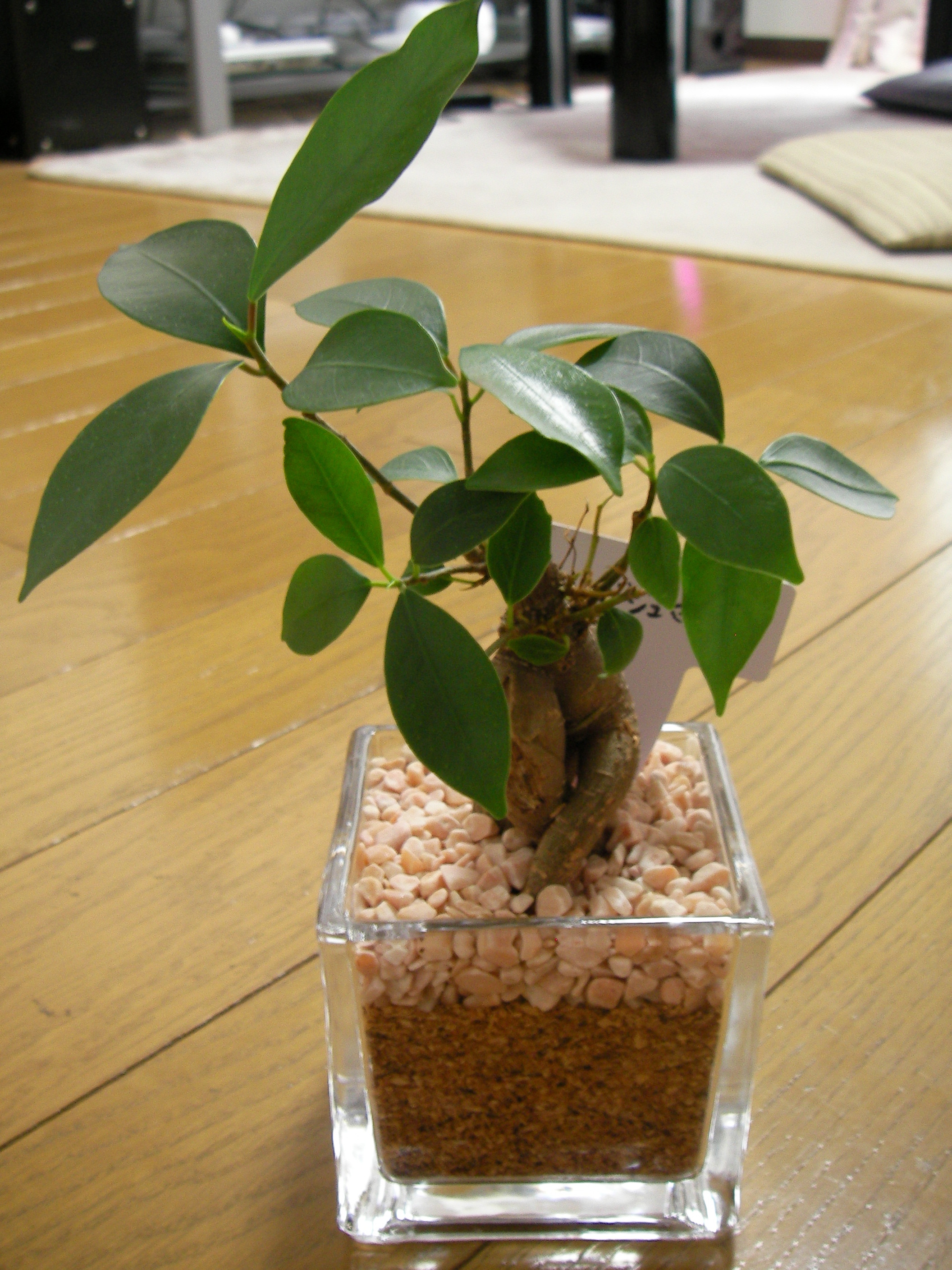 ガジュマル4ヶ月目 再 あなろぐ日記 ガジュマル4ヶ月目 再 あなろぐ日記