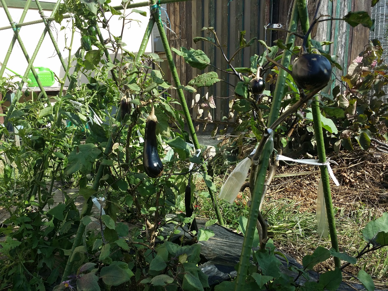 台風でも倒れない支柱の立て方と秋ナスの収穫 ゴザエモン庭 菜園ブログ