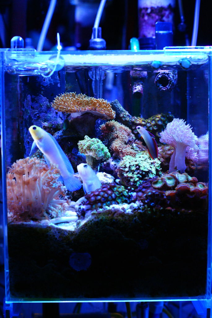 21春夏新色 海水魚 沖縄産 オキナワベニハゼ １匹 Shipsctc Org