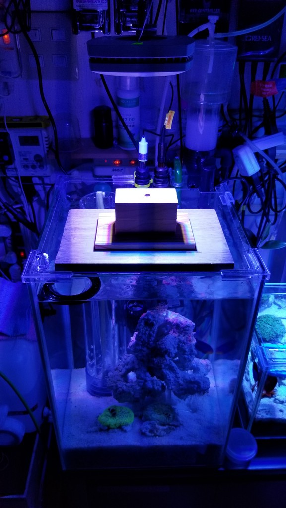 ハタゴイソギンチャクとledについて 楽して海水魚16 ハタゴイソギンチャクとledについて 楽して海水魚16