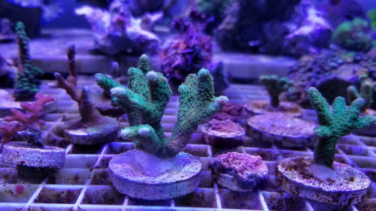 CREATE THE SEAでフトトゲサンゴ : リ楽ックスして海水魚